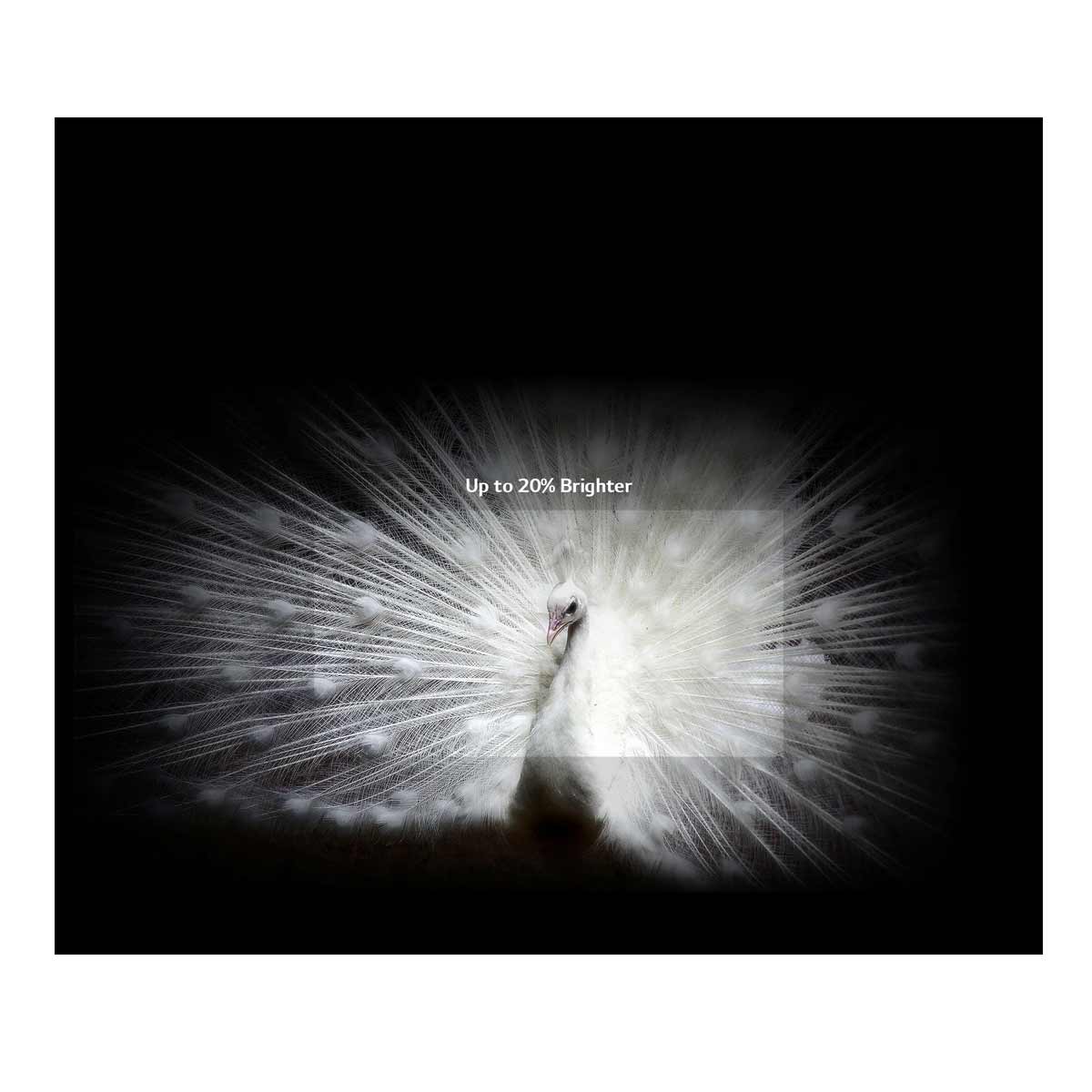 LG C2 77-Inches evo OLED TV